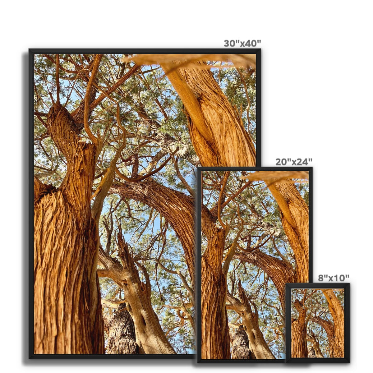 The Soul Tree Framed Canvas