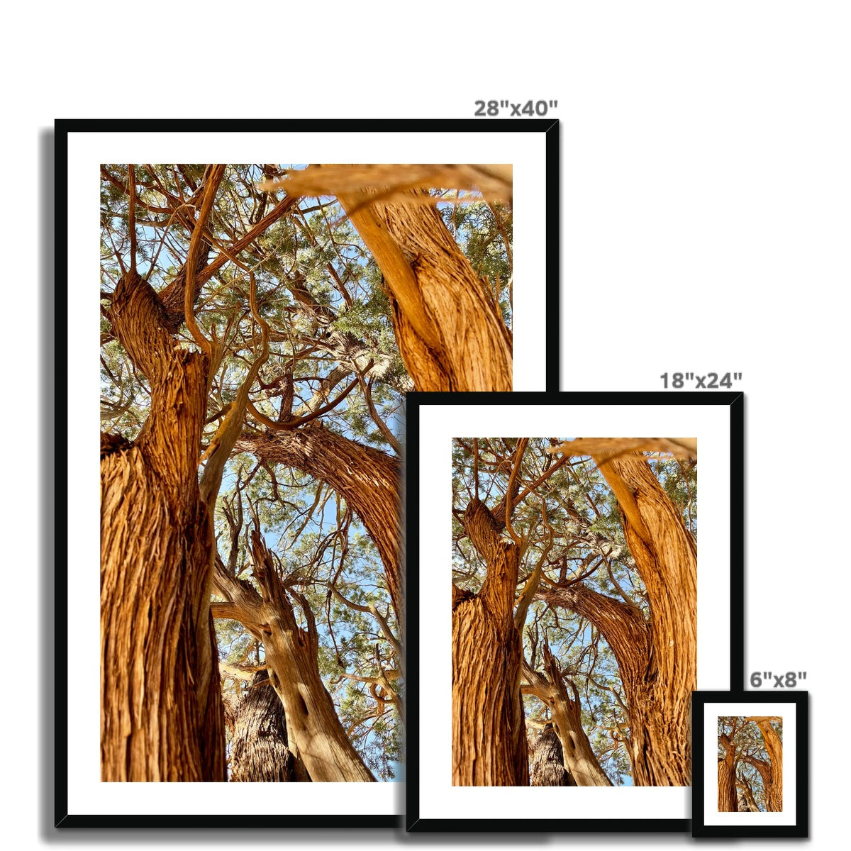 The Soul Tree Framed & Mounted Print
