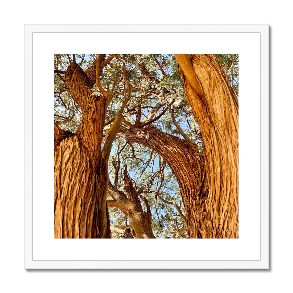 The Soul Tree Framed & Mounted Print
