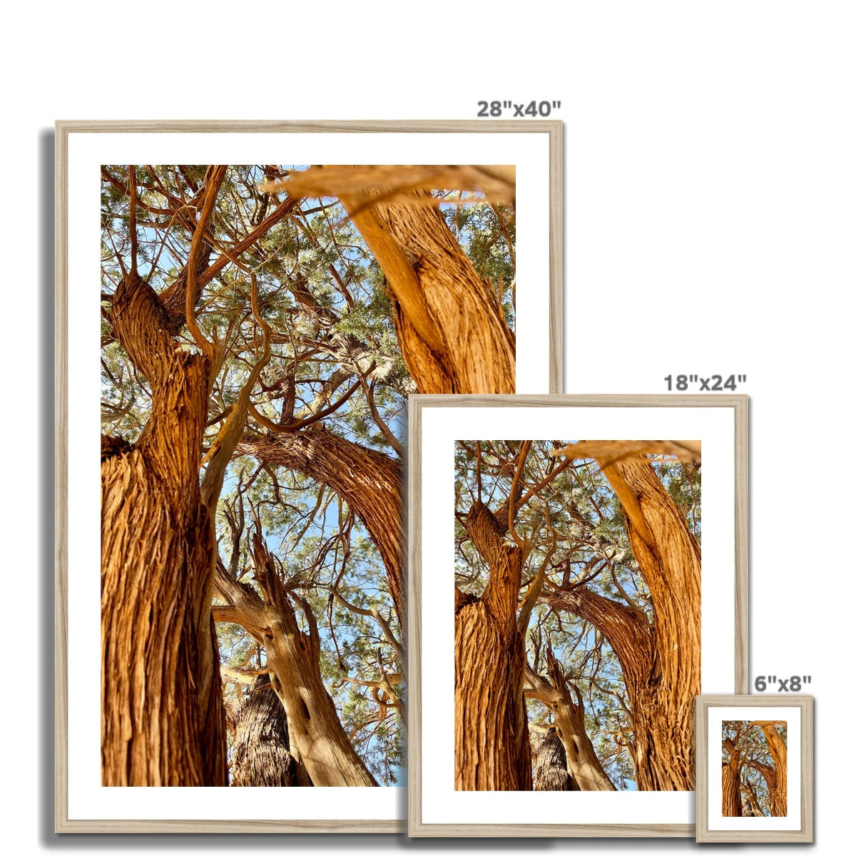 The Soul Tree Framed & Mounted Print