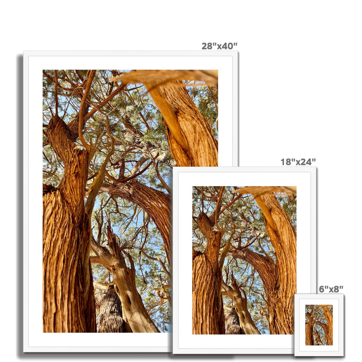 The Soul Tree Framed & Mounted Print