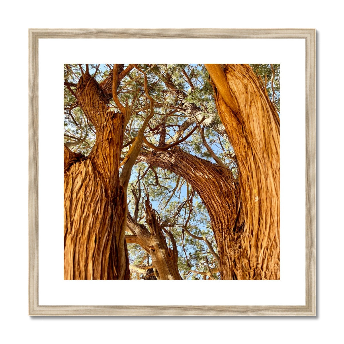 The Soul Tree Framed & Mounted Print