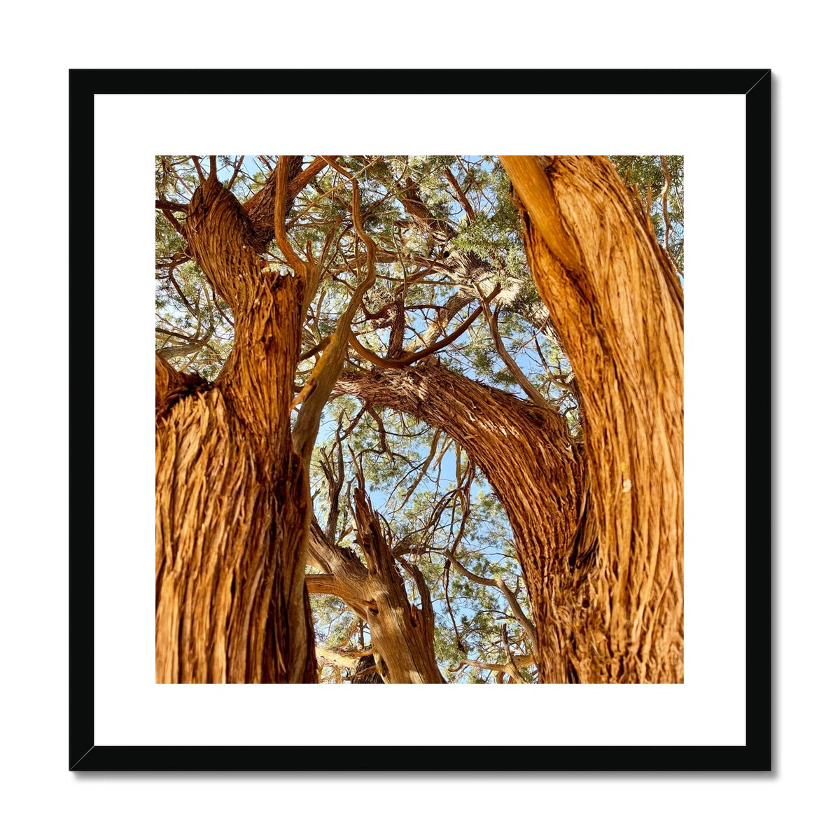 The Soul Tree Framed & Mounted Print