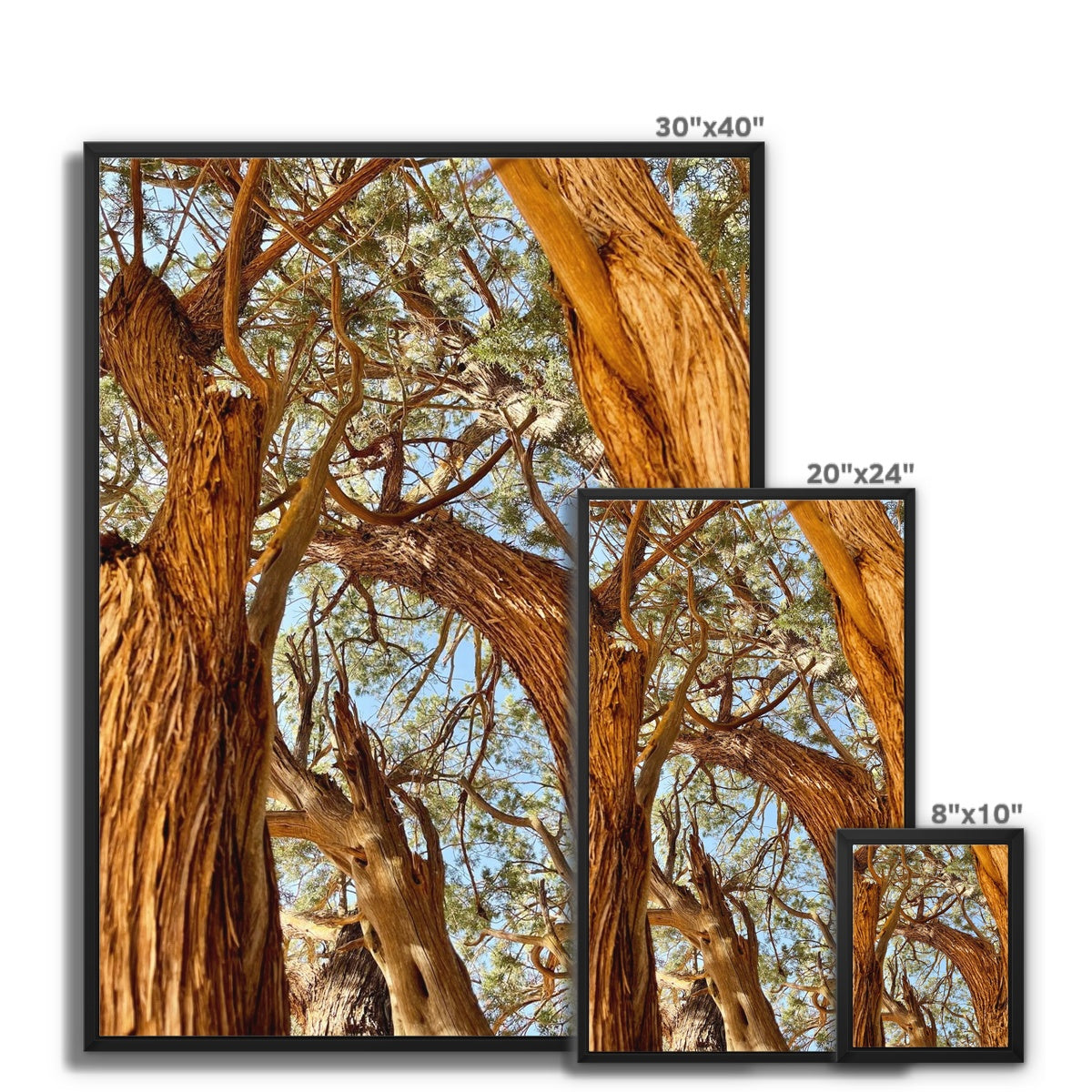 The Soul Tree Framed Canvas