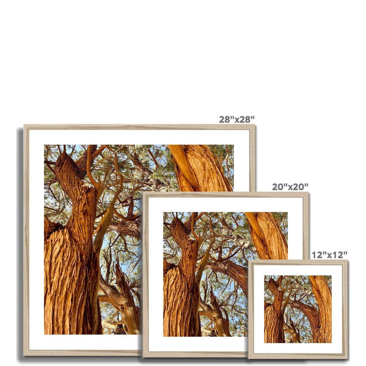 The Soul Tree Framed & Mounted Print