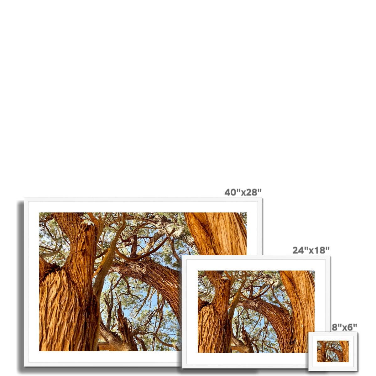 The Soul Tree Framed & Mounted Print