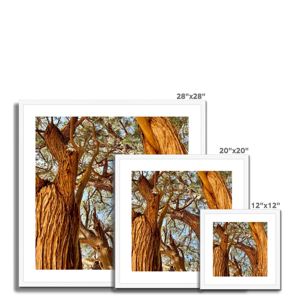 The Soul Tree Framed & Mounted Print