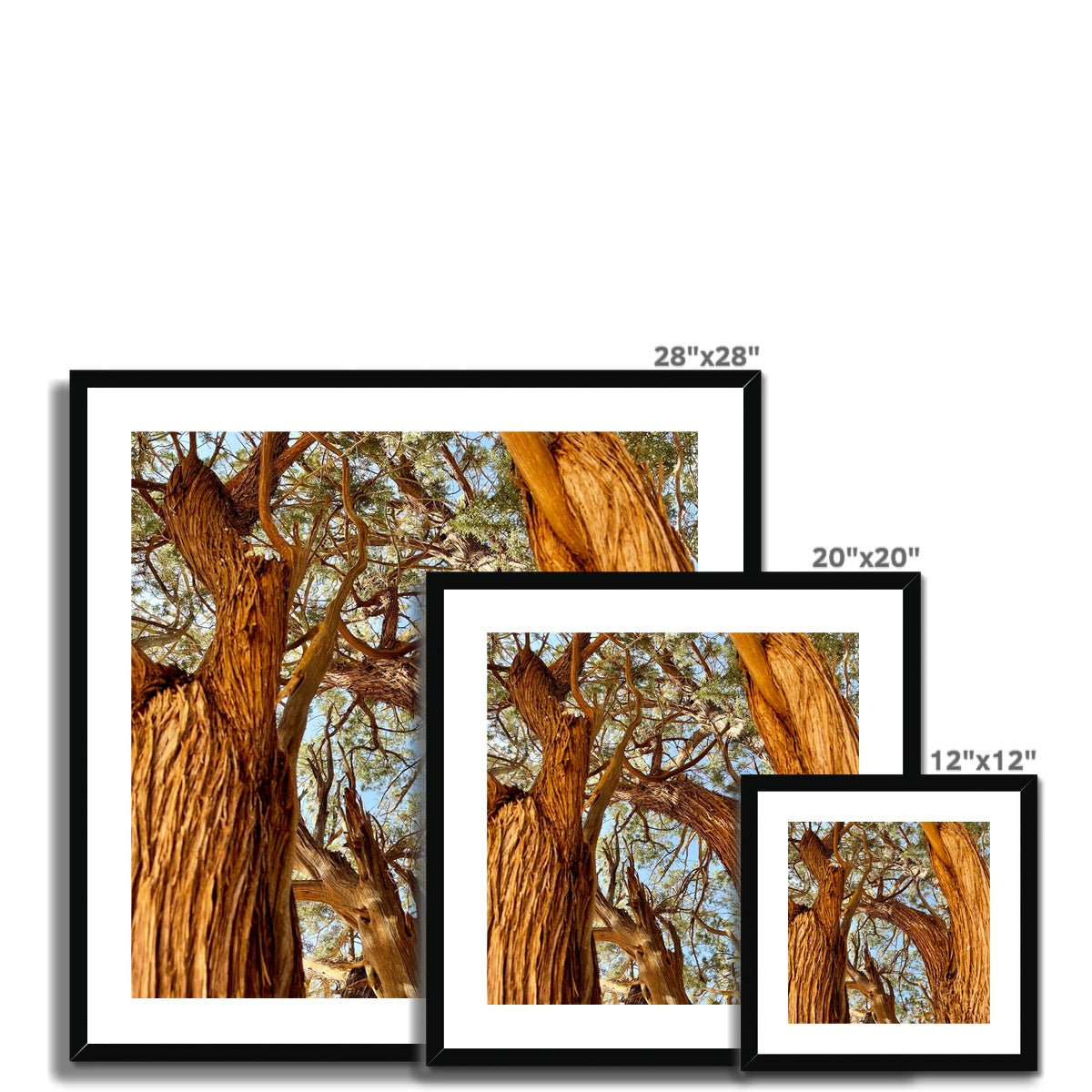 The Soul Tree Framed & Mounted Print