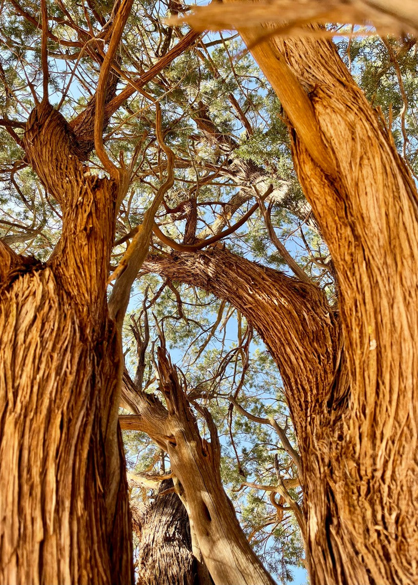 The Soul Tree