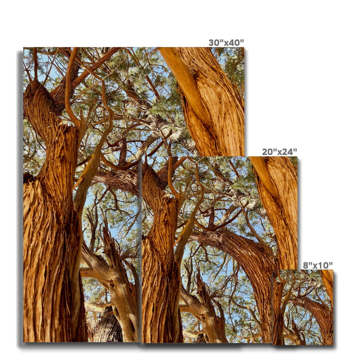 The Soul Tree Canvas