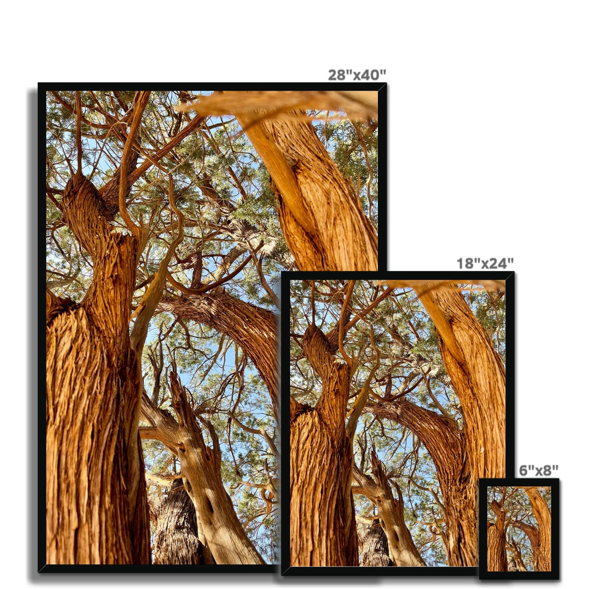 The Soul Tree Framed Print