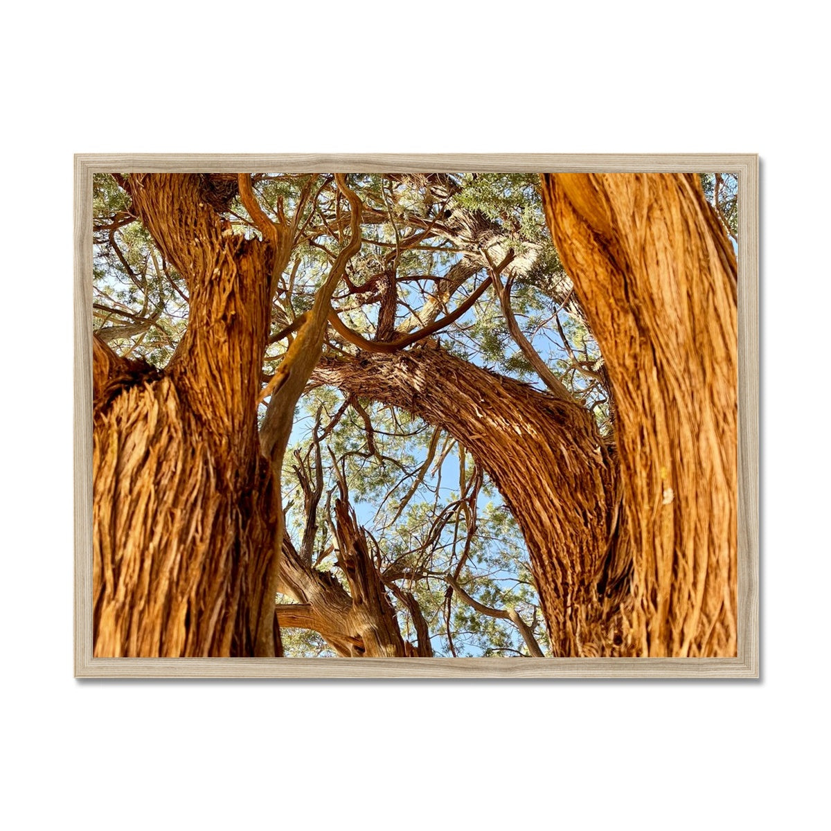 The Soul Tree Framed Print