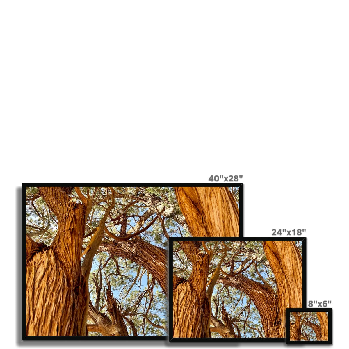 The Soul Tree Framed Print