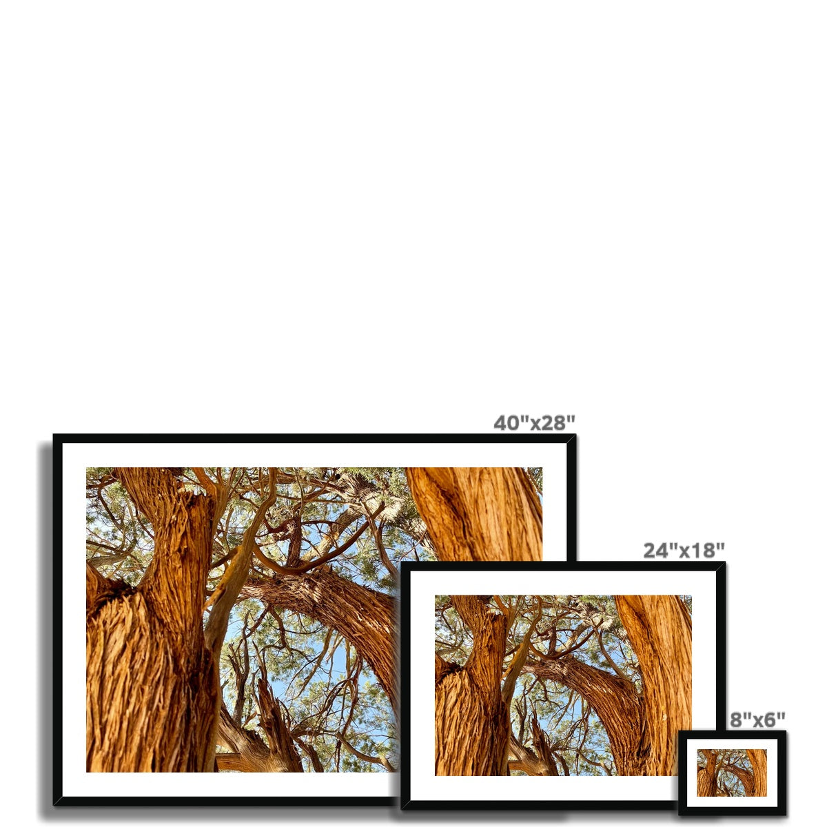 The Soul Tree Framed & Mounted Print