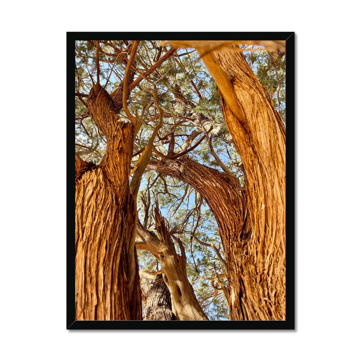 The Soul Tree Framed Print