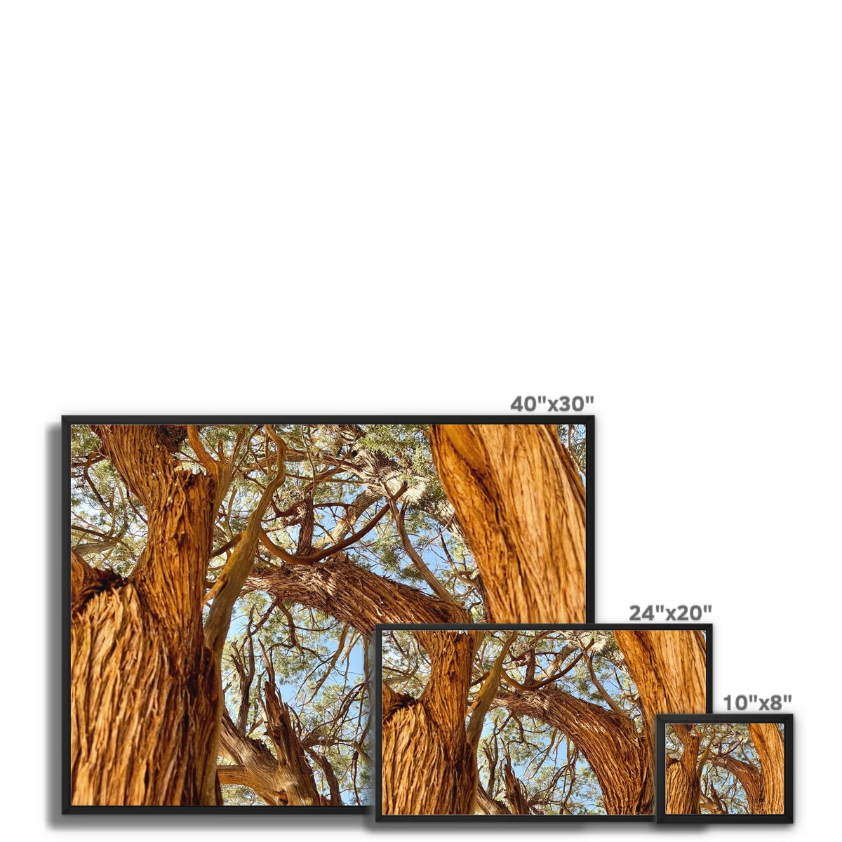 The Soul Tree Framed Canvas