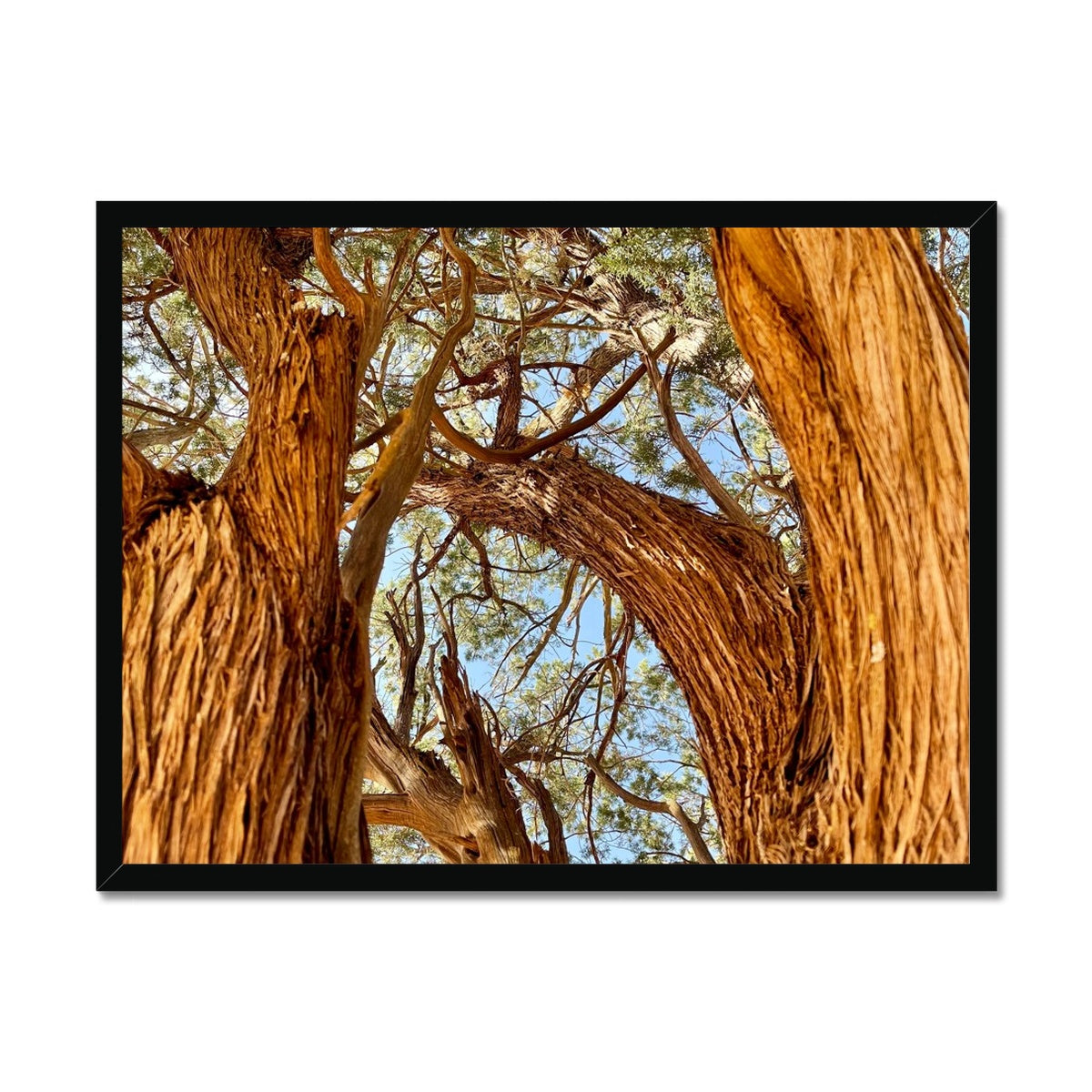 The Soul Tree Framed Print