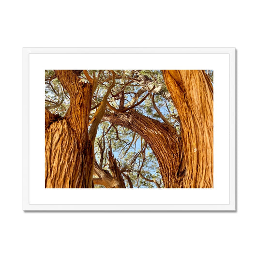 The Soul Tree Framed & Mounted Print