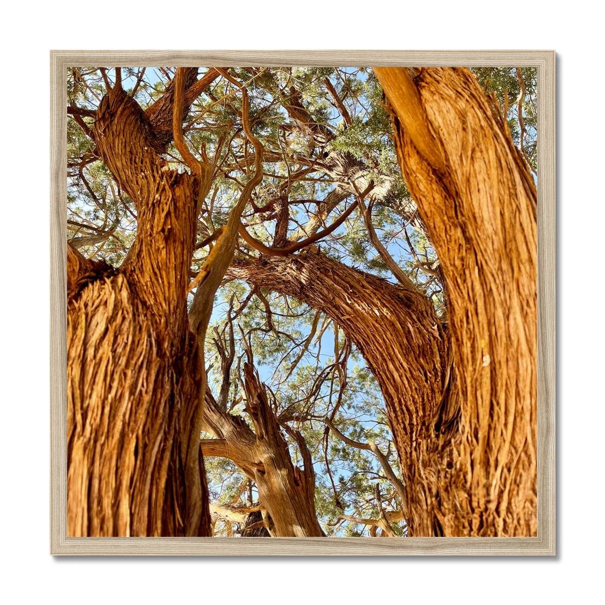 The Soul Tree Framed Print