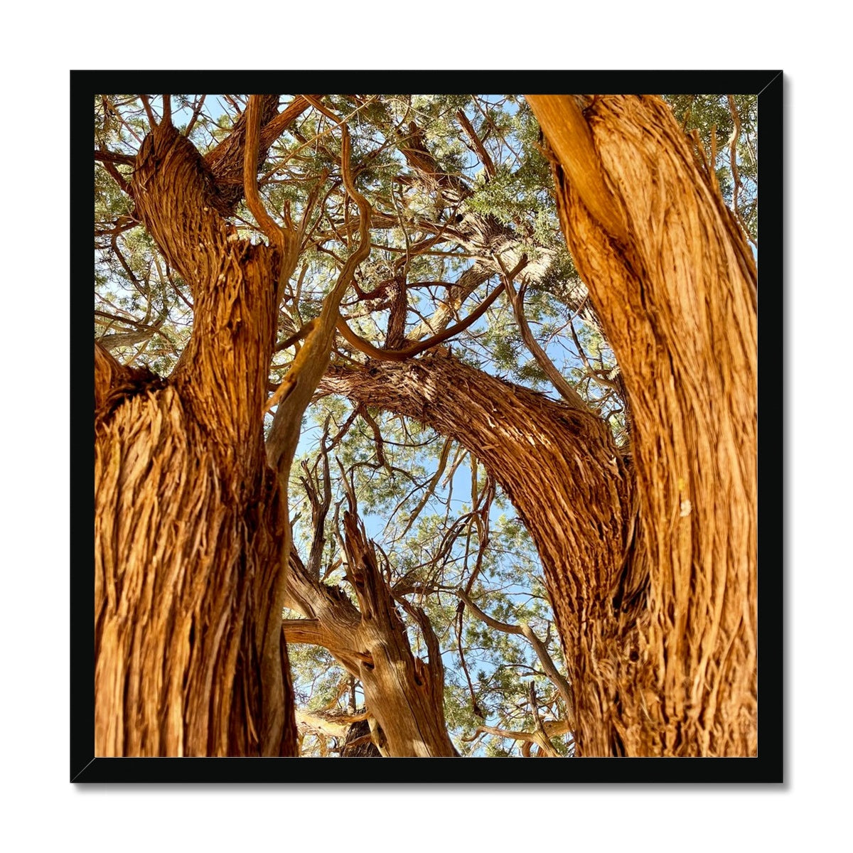 The Soul Tree Framed Print