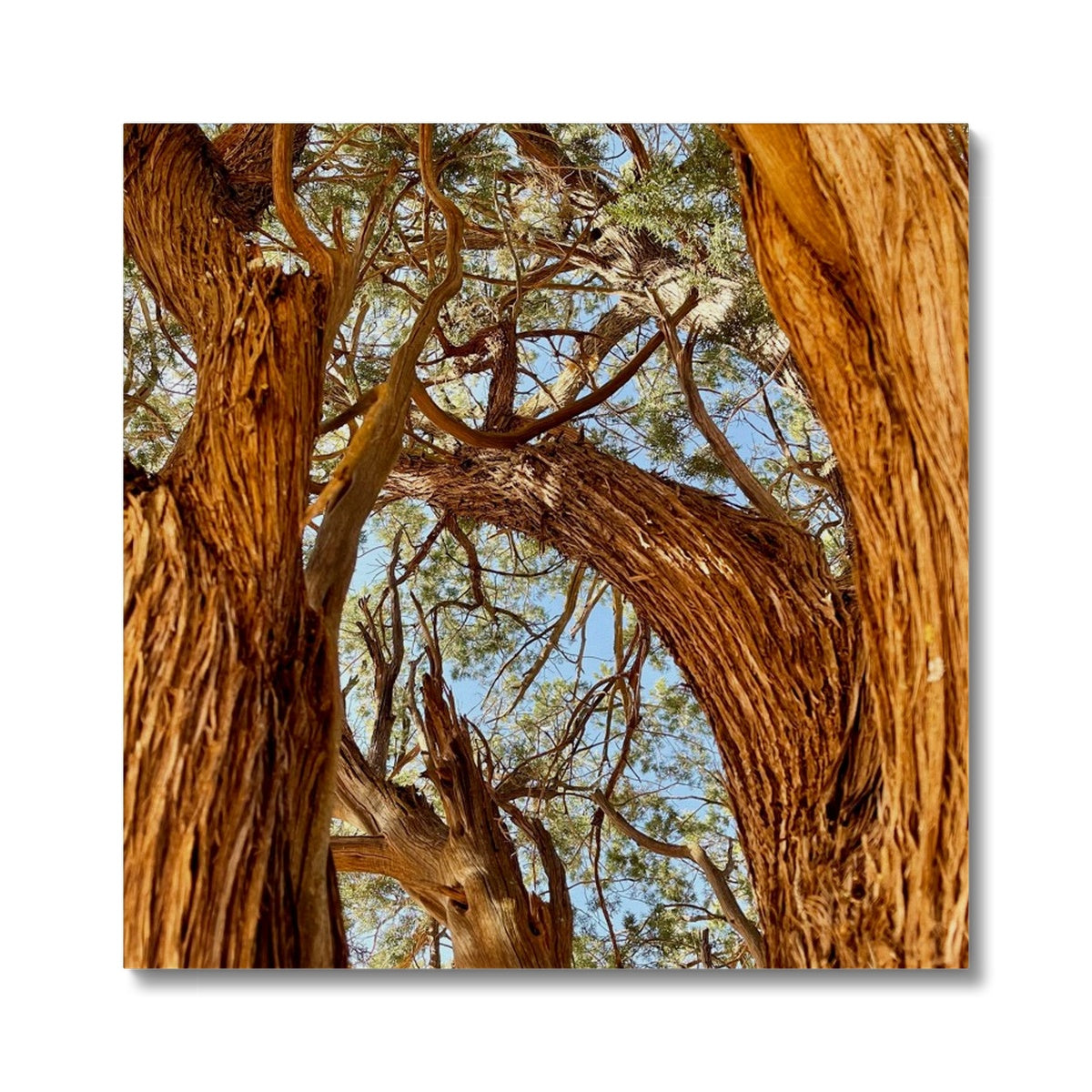 The Soul Tree Canvas