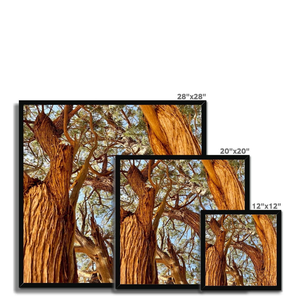 The Soul Tree Framed Print