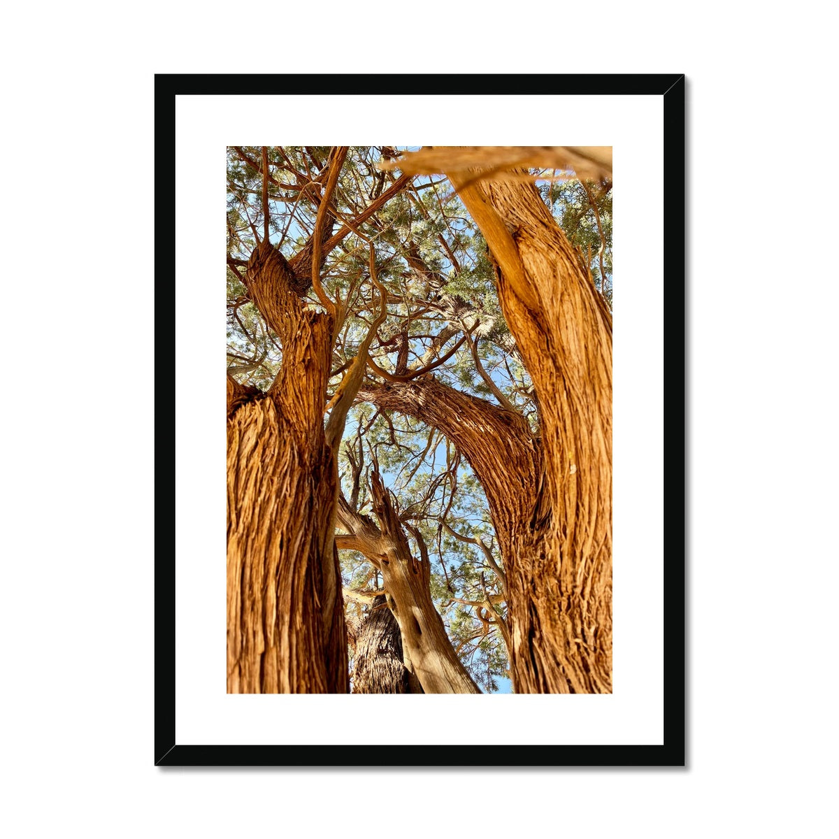 The Soul Tree Framed & Mounted Print