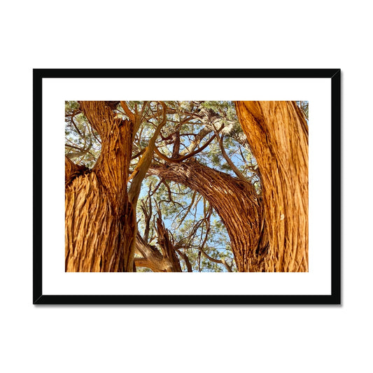 The Soul Tree Framed & Mounted Print