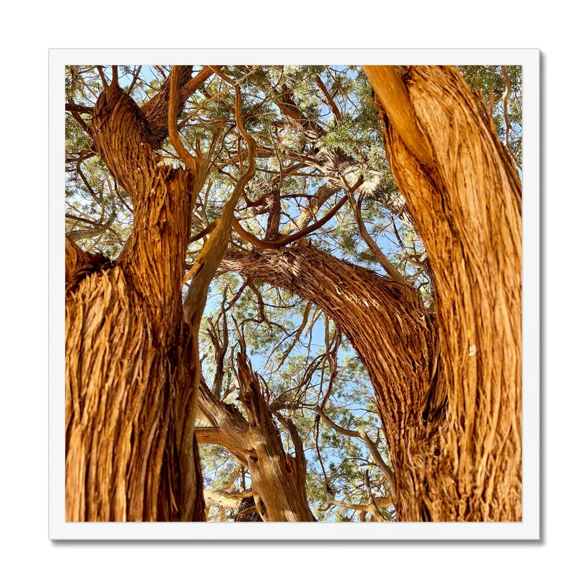 The Soul Tree Framed Print