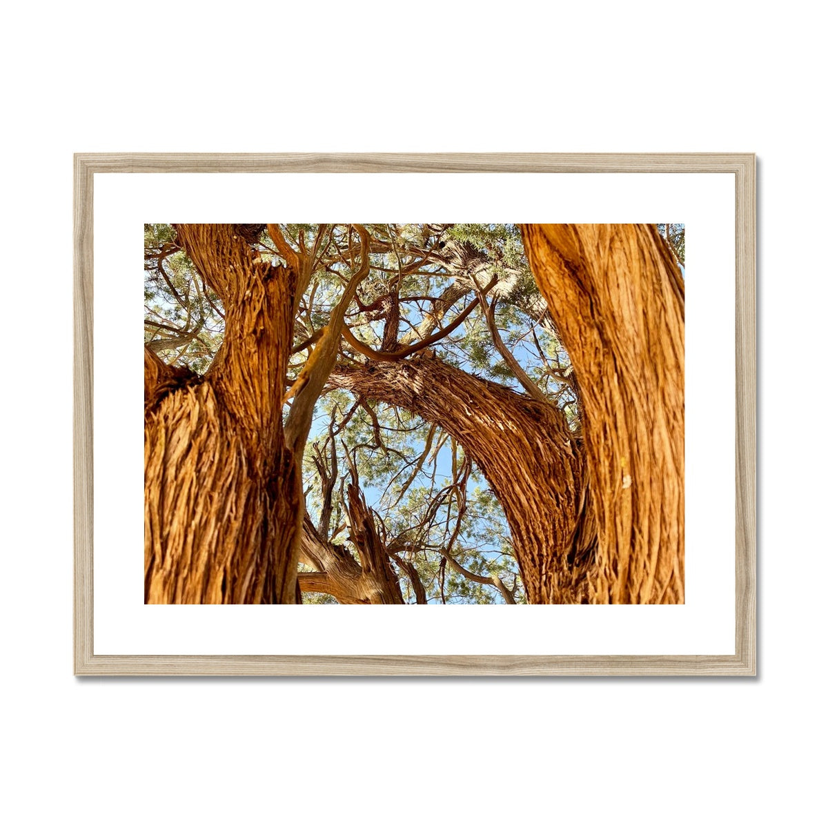 The Soul Tree Framed & Mounted Print