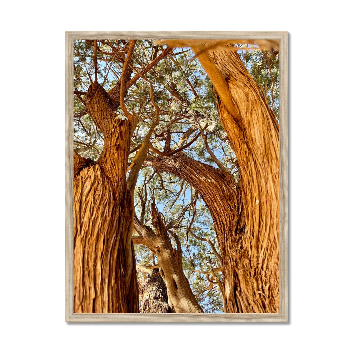 The Soul Tree Framed Print