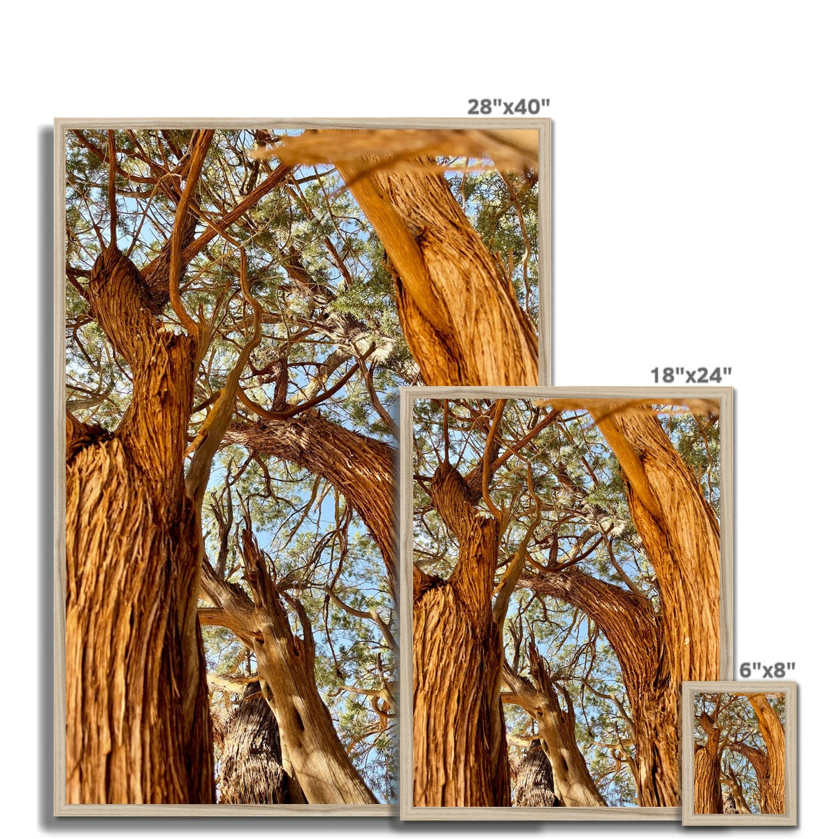 The Soul Tree Framed Print